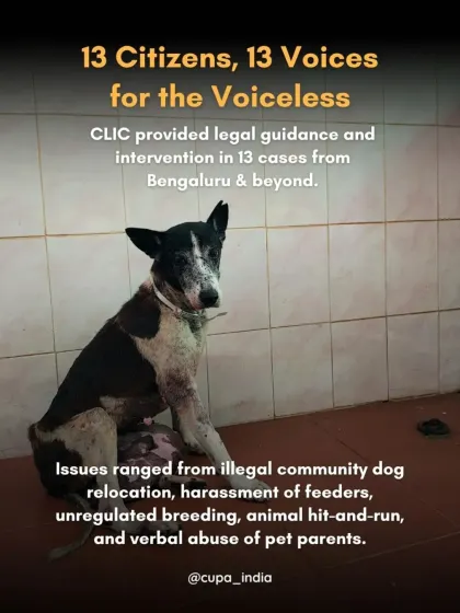 I provided legal guidance and intervention in 13 cases from Bengaluru and beyond, addressing issues like illegal dog relocation, harassment of feeders, and hit-and-run incidents.