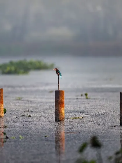 A lone kingfisher perched on a rusty pole in the water. The composition uses the repetition of the poles to create a sense of order and geometry within a natural scene.