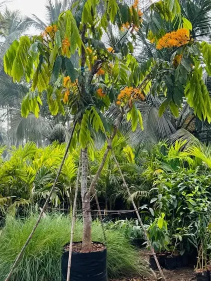 A flowering Saraca Asoca, or Ashoka tree, a sacred tree known for its beautiful orange blossoms.