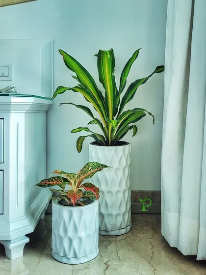 Getting this home ready for Diwali with a festive plant arrangement. The Dracaena and Fittonia in decorative white planters add a touch of natural elegance to the festive decor.