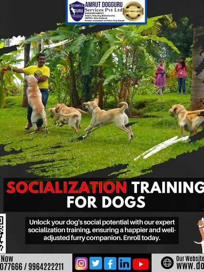 Socialization is key to a happy, well-adjusted dog. This graphic shows dogs learning to coexist peacefully, unlocking their social potential.