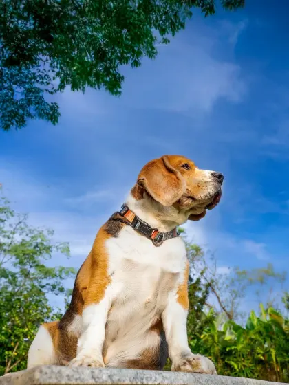 A proud, low-angle shot of Scamp against a brilliant blue sky. Sometimes the best background is the simplest one, letting your pet's noble profile shine.