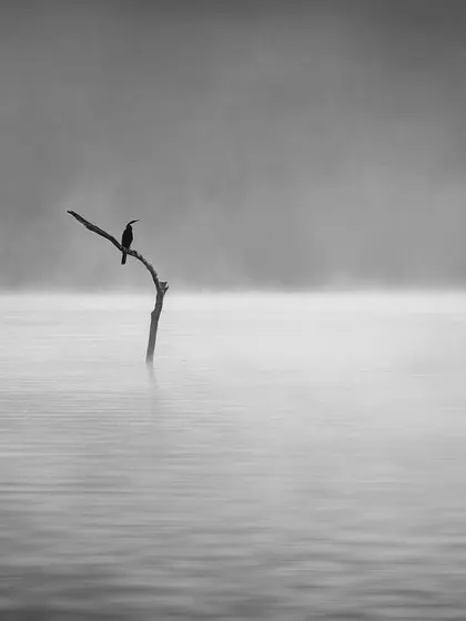This image, titled 'Stillness', was nominated at the 19th International BW Spider Awards. For me, photography is a meditation, and this lone darter on the misty Bhadra river embodies the profound peace and stillness I seek to capture in all my work.