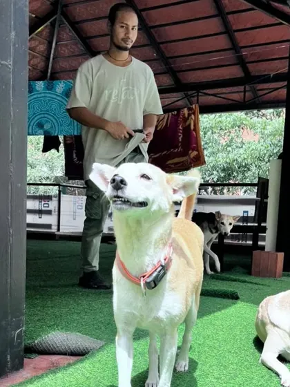 Just chilling. This happy Indie is enjoying the day on our rooftop play area, a safe and fun space for all our dogs.