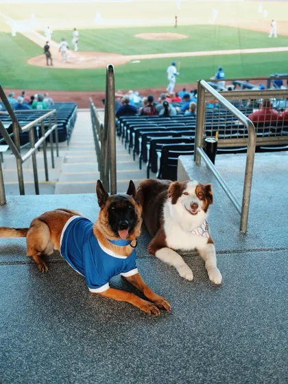My dogs showing how to be calm and relaxed at a baseball game. This is the result of consistent training and proper socialization.