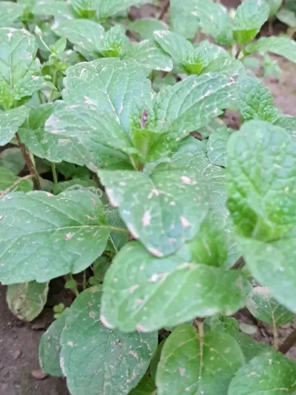 Fresh pudina, or mint, is one of the easiest and most useful herbs to grow. I can help you start a small herb patch that will give you fresh ingredients all summer long.