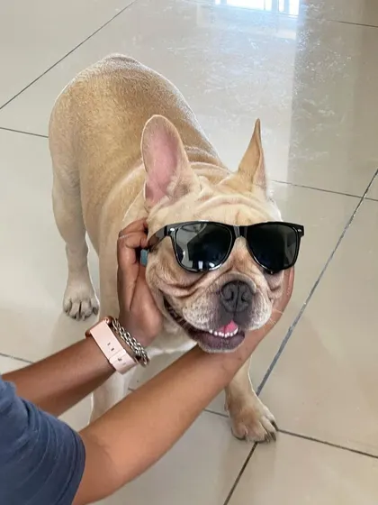 Toffee the Frenchie is ready for the spotlight. A little fun with sunglasses brings out his cool personality.