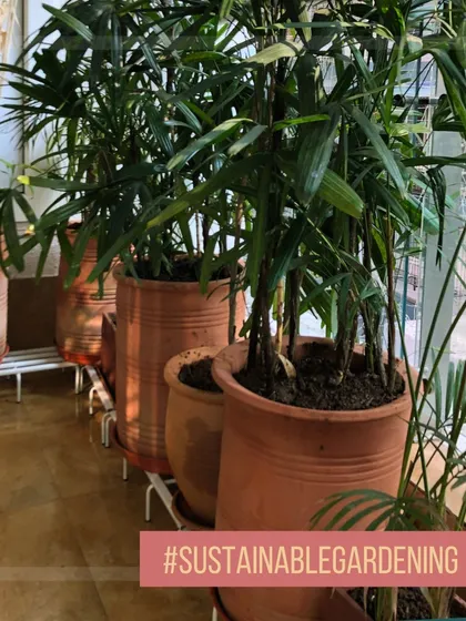 A row of large terracotta planters used to create a green screen on a balcony. Terracotta is a sustainable and stylish choice that never goes out of fashion.