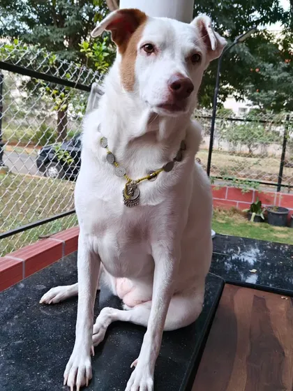 This is my beautiful Phoebe, looking regal in her necklace. She's one of my own dogs and acts as a calm, welcoming presence for all our new guests.