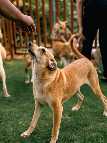 We provide ample green space for your pets to run, play, and just be dogs. It's a holiday for them as much as it is for you.