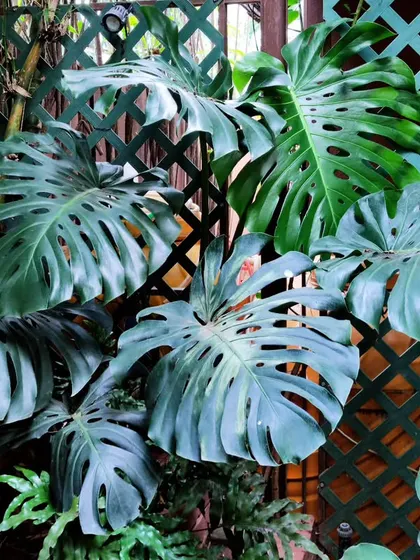The iconic Monstera Deliciosa, also known as the Swiss Cheese Plant. Its large, unique leaves make it a popular statement plant for any home.