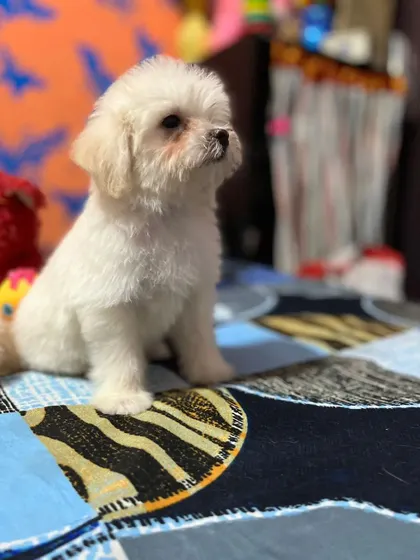 A cute puppy cut for a small Maltese or Shih Tzu mix. This keeps them looking like a puppy and is a very popular, low-maintenance style.