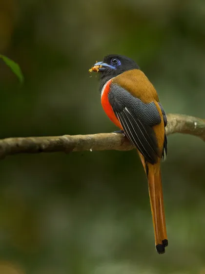 A Malabar Trogon with a catch. These shy, colorful birds are a highlight of any trip to the Western Ghats.