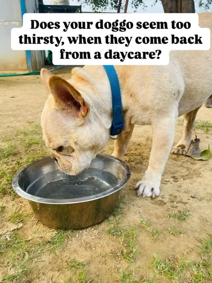 Your dog might seem extra thirsty after daycare due to the excitement of seeing you or the car ride home. While we provide constant access to fresh water, let them drink a reasonable amount to rehydrate.