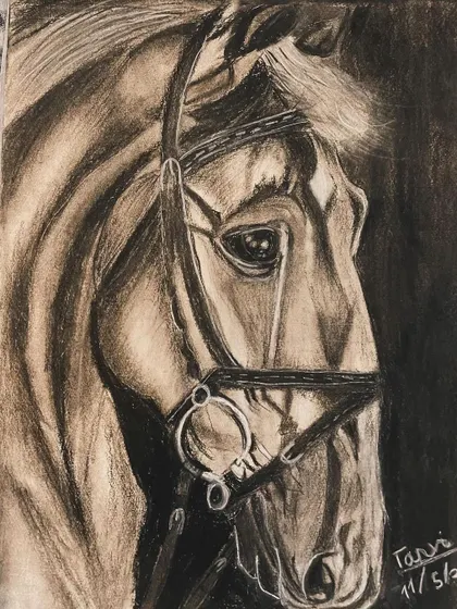 A beautiful charcoal drawing of a horse's head, showing the details of the bridle and the gentle expression in its eye.