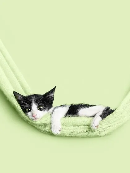 A tiny black and white kitten lounging in a soft green sling for the month of May. The simple, colorful background makes the kitten the star of the show, creating a memorable image for the fundraising calendar.