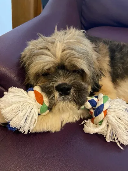Hope, the adopted 3-year-old, resting with his toy. He needed a family who could be with him most of the time, and he found them.