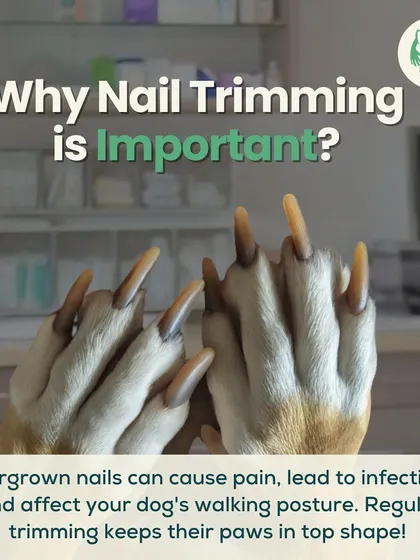 Ever wondered why nail trimming is so important? Overgrown nails can cause pain, infections, and affect your dog's ability to walk properly.