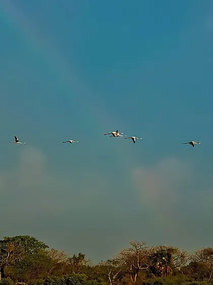 A flock of Greater Flamingos flies across a faint rainbow over the T.S. Chanakya lake. This image captures the hope and splendor of nature, a reminder of what we stand to lose if we don't protect these wetlands.