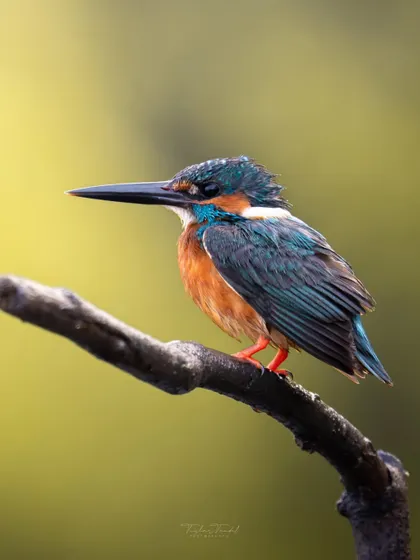 A Common Kingfisher, its feathers glistening, perches on a branch. The vibrant colors make it a perfect subject to celebrate the festival of Holi.