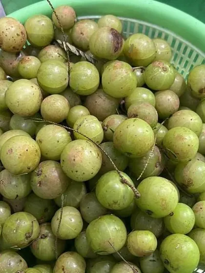Another view of the fresh, green Amla. I source these directly from the hills when they are in season.