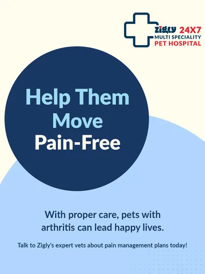 With the right care plan, pets with arthritis can lead happy, active lives. Talk to our expert vets about creating a pain management and mobility plan tailored to your furry friend's needs.