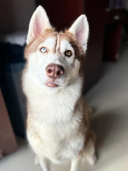 A beautiful shot of Luna. Managing her epilepsy involves a grain free diet and regular vet follow ups, all of which we coordinate and fund.