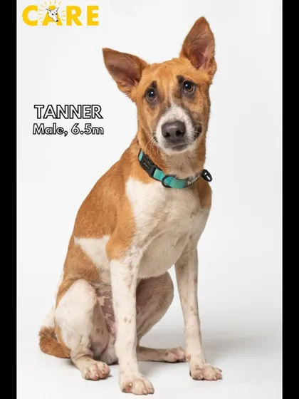 This is Tanner, a striking 6.5-month-old male. He is smart, curious, and loves to explore. He is looking for an active family who can take him on adventures.
