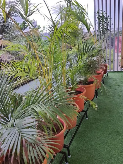 A close-up of the Areca palms on the stands, set against the artificial grass. The stands are designed to be sturdy and weather-resistant.