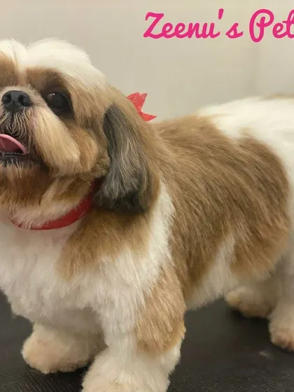 Dressed to impress! This Shih Tzu's coat is perfectly coiffed, showing off the healthy shine after a bath with my premium shampoos.