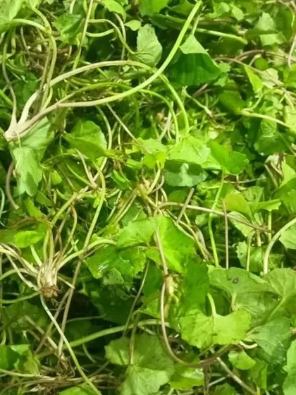 Freshly picked pennywort, a versatile and healthy green herb. It can be used in both raw salads and cooked dishes.