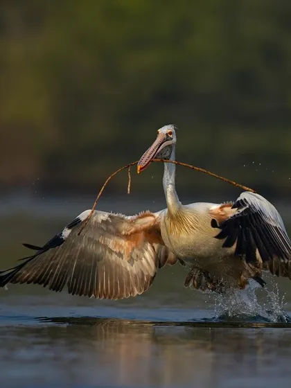 A Spot-billed Pelican with nesting material, gliding across the water.