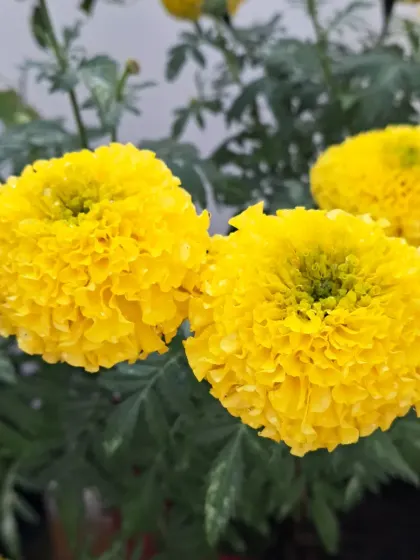 A cluster of yellow marigolds.