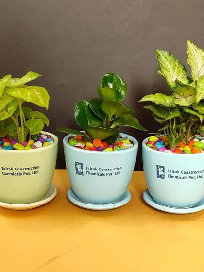 Three of our custom plant gifts for Talrak Construction, showcasing different plant and pot color combinations. We offer variety to ensure your gift is unique.