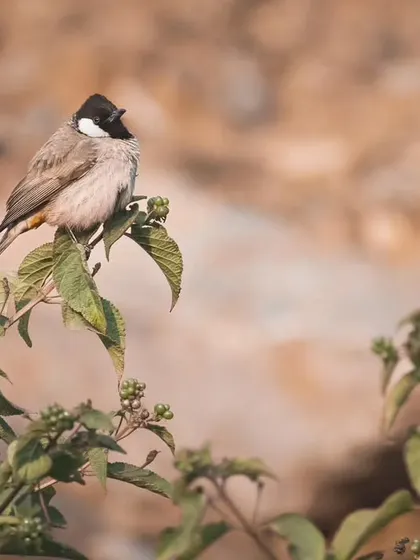 A White-cheeked Bulbul on a Lantana bush, an example of native bird life interacting with non-native, invasive vegetation.