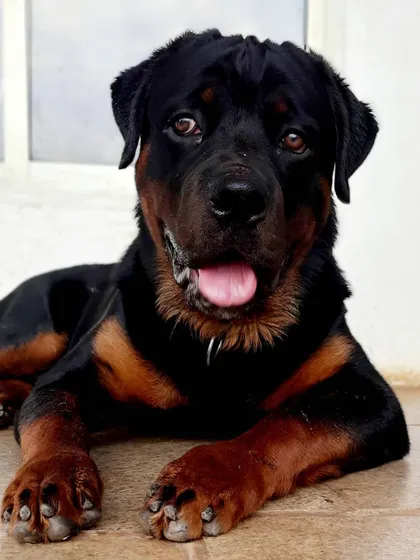 Don't let the tough exterior fool you, Tyson is a big softie. We see the sweet personality in every dog, regardless of breed.
