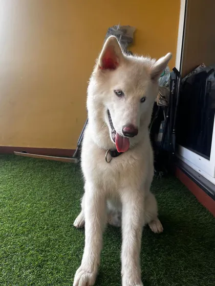 Meet Vegas, a spirited 6 month old Husky with stunning blue eyes. He was surrendered to us but has passed all his vet checks and is ready for an experienced family.