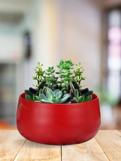 A beautiful shot of our red metal planter with a vibrant succulent arrangement, perfect for adding a touch of elegance to your home.