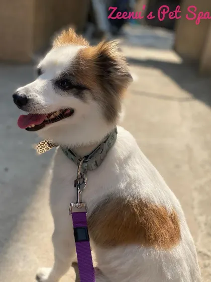 A beautiful mixed-breed dog enjoying the sun after his grooming. His multi-colored coat is clean, brushed, and looking its best.