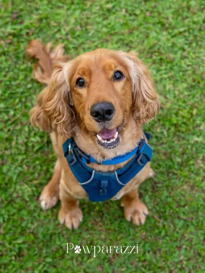 A close-up of Bubble the Cocker Spaniel, looking up at his growing family. His happy expression says it all. He's ready to be the best big brother.