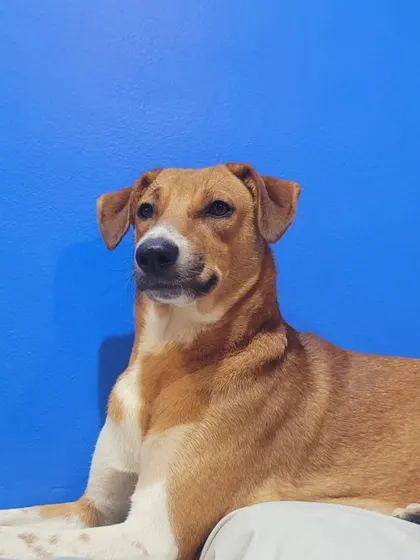 A picture perfect moment with this handsome Indie against a bright blue wall. He is calm, confident, and ready for his forever home.