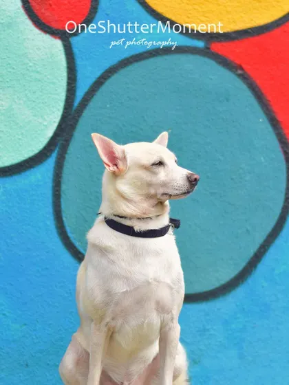 Using vibrant city walls as a backdrop can create such cool and colorful portraits. This beautiful white indie dog, Zeus, is looking so regal and stoic against the bright street art in Mumbai.
