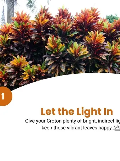 To keep your Croton's leaves vibrant, give it plenty of bright, indirect light. This is the first and most important step for a happy Croton.