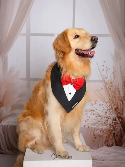 This dapper dog is ready for his close-up, sitting proudly for his pet portrait.