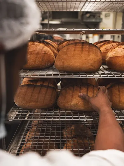 A baker inspects the freshly baked loaves. Quality control is a constant process, ensuring every single bread we sell is up to the Brik Oven standard.