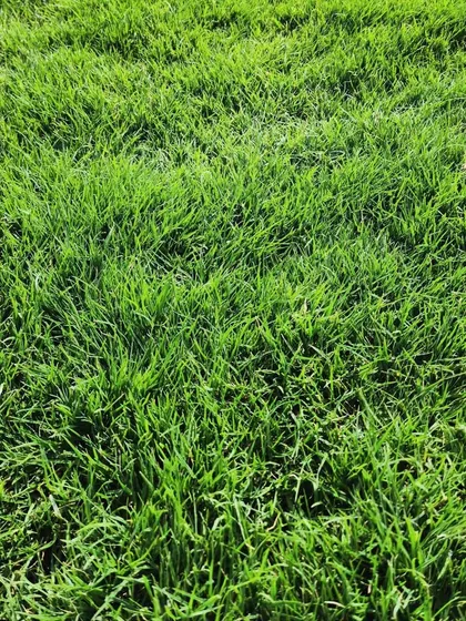 A close-up shot of the dense, healthy blades of our natural grass, perfect for creating a soft and beautiful lawn.
