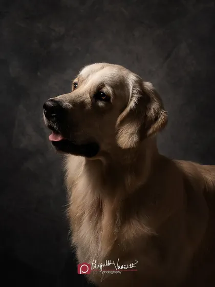 Another angle of this handsome Golden Retriever, showing how a slight turn of the head can change the mood. The lighting catches his fur, giving it depth and texture.
