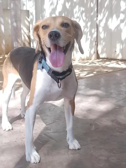 Jughead popping up to say hello. His happy face is a testament to the fun and loving care he receives here.