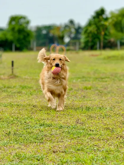 The perfect action shot of a happy retriever enjoying a game of fetch in our expansive dog park.