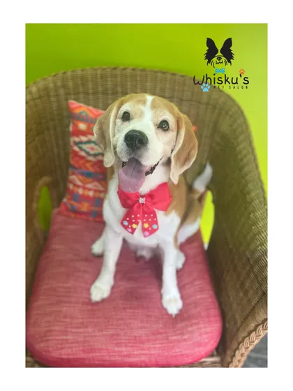 A happy and handsome Snoopy. His coat is clean, and his nails are trimmed, ready for more adventures.